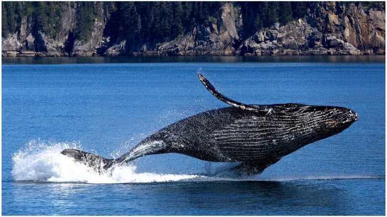 Male Humpback Whales' Singing Pattern Changes, Thanks to Shipping Noise Male Humpback Whales' Singing Pattern Changes, Thanks to Shipping Noise
