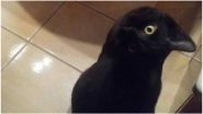 Cat or Crow? Yet Another Photo Illusion Goes Viral on The Internet