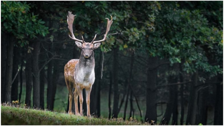 60 Percent of Earth's Wildlife Has Been Lost, We Are the 'Last Generation' That Can Save Nature, Says WWF