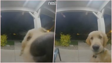 Golden Retriever Pup Accidently Locks Himself Out; Clever Dog Uses Video Doorbell to Get Back in the House