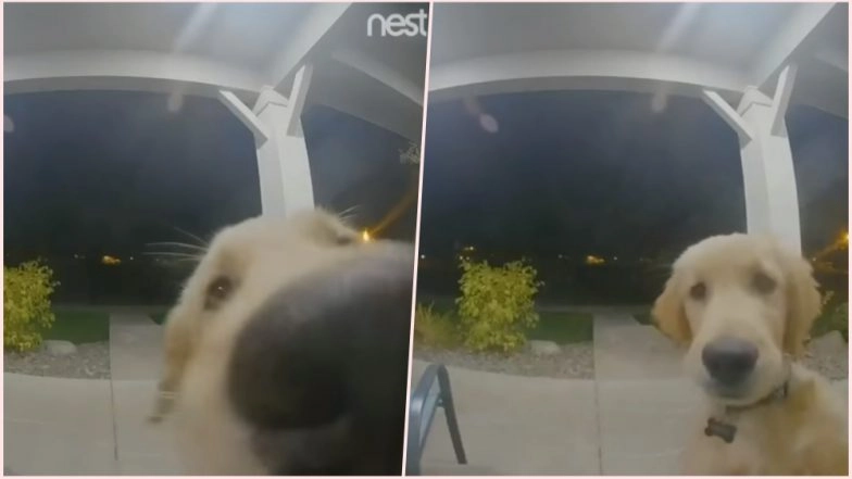 Golden Retriever Pup Accidently Locks Himself Out; Clever Dog Uses Video Doorbell to Get Back in the House