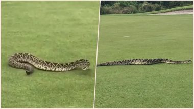 Huge Rattlesnake Takes a Leisure Crawl at Florida Golf Course! Watch Viral Video the Serpent