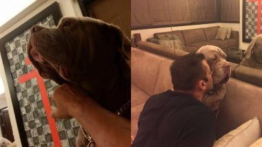 Salman Khan’s Pet Canine My Love Passes Away; Actor Shares a Beautiful Picture With an Emotional Post