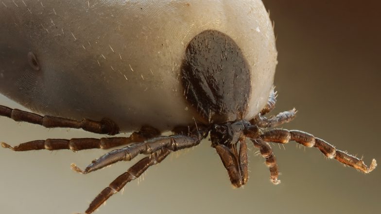 Woman Left With Paralysed Face After Tick Burrows Into Her Ear! What Is Tick Paralysis?
