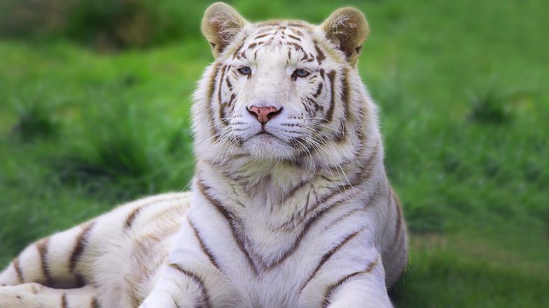 White Tigress, Cub Die Due to Birth Complications at Delhi Zoo
