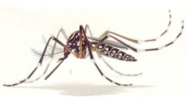 Zika Virus in India: Nerve Damage, Foetal Deformities and Other Health Risks Associated with The Mosquito-Borne Disease