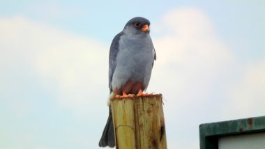 Amur Falcon Conservation Week 2018: Nagaland Government Promotes Eco-Tourism Around Birds' Migratory Season