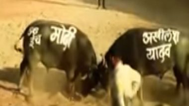 Narendra Modi vs Akhilesh Yadav: The Bull Fight With a Funny Ending Goes  Viral Ahead Of 2019 Lok Sabha Elections | 👍 LatestLY