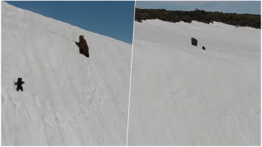 Cute Little Bear Cub Struggling to Climb a Snow Mountain With Watchful Mother on Top is Going Viral, Watch Motivating Video