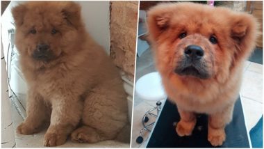 Pup Bungle Held in UK’s Police Custody for Biting Cops Freed After Huge Social Media Outcry