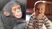 Chimpanzee and Human Babies Laugh Alike: Study
