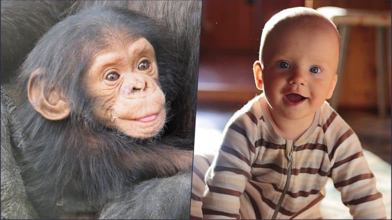 Chimpanzee and Human Babies Laugh Alike: Study Chimpanzee and Human Babies Laugh Alike: Study
