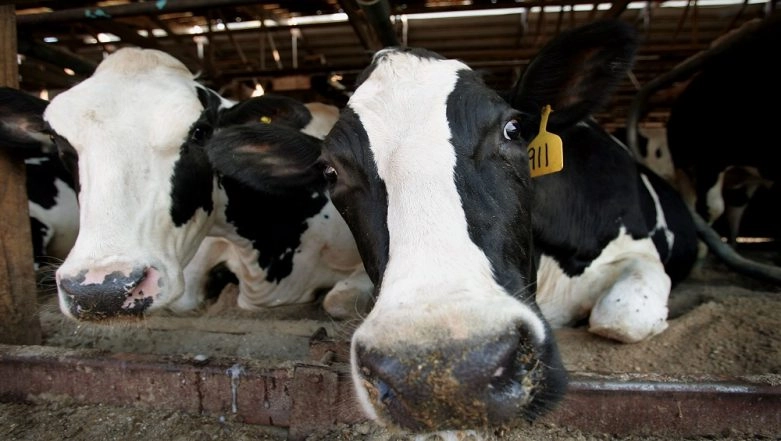 Man Arrested on Allegations of Injuring Cow by Feeding Explosive-Mixed Eatables