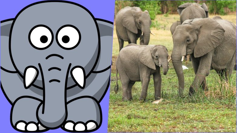 Mathura: First Elephant Hospital in India Opens Near Taj Mahal; Offers X-Ray, Ultrasonography
