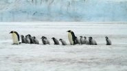 Penguins Stuck in a Ravine Rescued by BBC TV Show Dynasties Crew, Wins Social Media Appreciation
