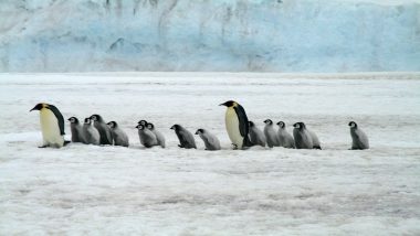 Penguins Stuck in a Ravine Rescued by BBC TV Show Dynasties Crew, Wins Social Media Appreciation