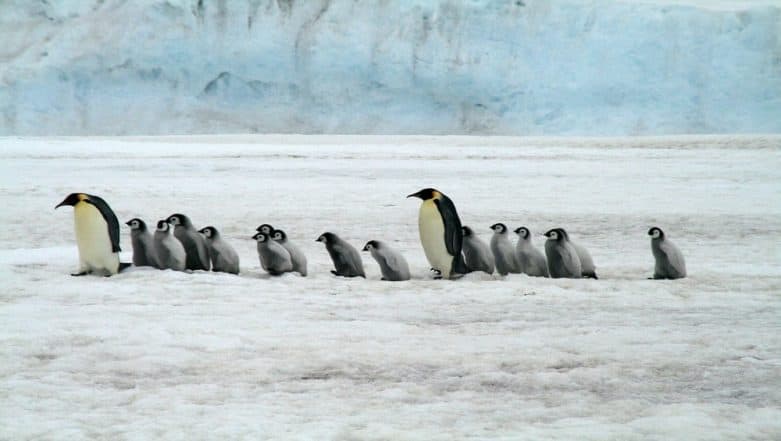 Penguins Stuck in a Ravine Rescued by BBC TV Show Dynasties Crew, Wins ...