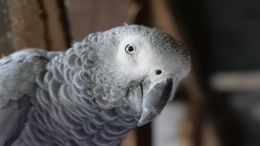 Parrot Imitates Smoke Alarm Sound Perfectly! Firefighters Reach For Rescue in Northamptonshire