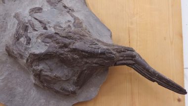 Ichthyosaur, The 145-Million-Year-Old Fossil Uncovered From Kutch Becomes Subject of Debate Between Students and Delhi Scientists