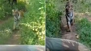 Tigress Chases Jeep Carrying Tourists in Maharashtra's Tadoba Andhari Tiger Reserve, Watch Breathtaking Video