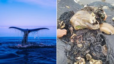 Dead Sperm Whale With 6kg Plastic Waste Inside Stomach Including Cups, Flip-Flops & Bottles Found in Indonesia’s Wakatobi National Park (See Pics)