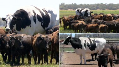 Massive Cow 'Knickers' Weighing 1400 Kgs Saved From Slaughterhouse in Australia Because of Its Size, View Pics and Video