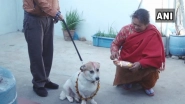 Diwali 2018: Nepal Honours Dogs By Celebrating Kukur Tihar on Deepawali; Here's Why