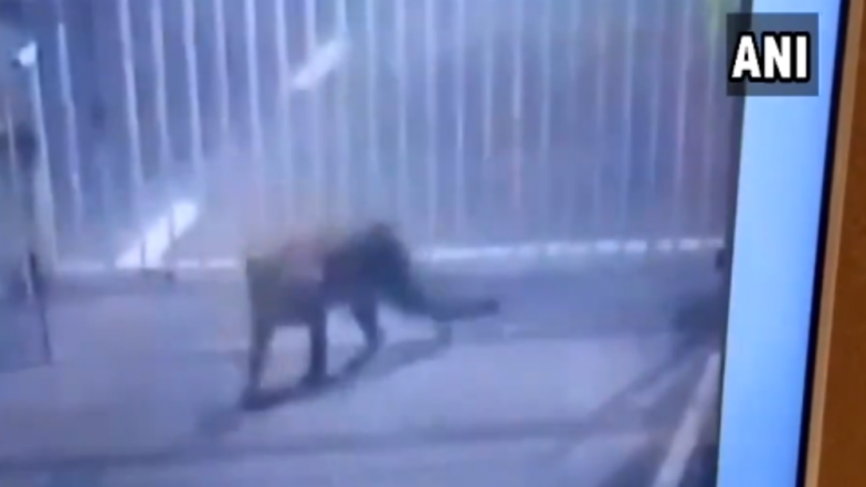 Leopard Enters Secretariat Campus in Gujarat’s Gandhinagar, Caught by Forest Officials; Watch Video