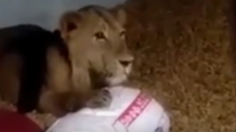 Gujarat: Gir Lion Breaks Into Farmer’s House to Eat Calf, Spends Two Hours Relaxing On Groundnuts (Watch Video)