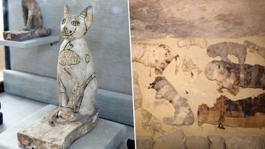 5000-Year-Old Mummified Cats Uncovered From Egyptian Excavation Site in Cairo, View Pics