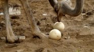 Bladder Stone As Big As an Ostrich Egg Was Removed From a Chinese Man&rsquo;s Stomach