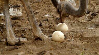 Bladder Stone As Big As an Ostrich Egg Was Removed From a Chinese Man’s Stomach