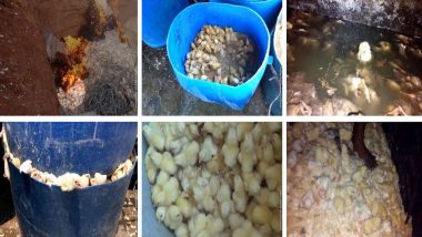 PETA Releases Video of Chicks Being Burnt, Drowned and Crushed To Death in Telangana and AP Hatcheries (WARNING: Disturbing Content)
