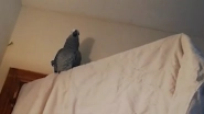 Talkative Parrot Abuses Donald Trump Calling Him a 'W*****' and Criticizes Brexit, Watch Video