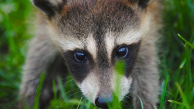 Drunk Raccoons Thought to be Infected by Rabies Were Found Behaving Weirdly in West Virginia