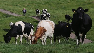 Referendum on Cows: Swiss Voters Reject Proposal to End Dehorning of Bovines