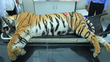 Man-eater Tigress Avni's Killing: Maharashtra Vet Body Questions Absence of Expert Doctor During Operation