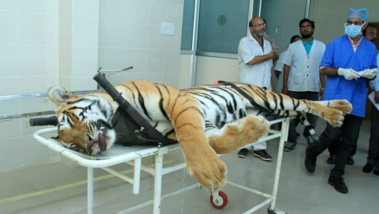 Avni Tigress Killing Case T 1 Wasnt Shot Dead In Self Defence Reveals Post Mortem Report 📰