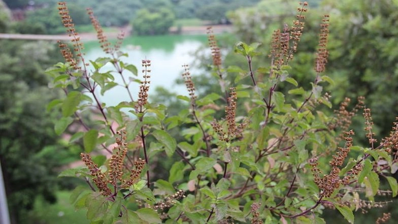 Tulsi Vivah 2018: 12 Health Benefits of Holy Basil, the Queen of All Herbs That You Should Know Of