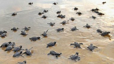 UP Shocker: 654 Turtles Including 482 Dead Recovered from Pond in Etawah