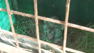 Himachal Pradesh: Leopard Cub Rescued From Parking Area Near Judicial Complex in Shimla, Watch Video!