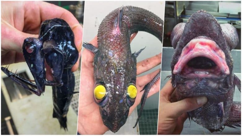 Are These The Weirdest Sea Creatures Ever Seen? Russian Photographer Shares Underwater Pictures from Atlantic and They Are Creepy! Are These The Weirdest Sea Creatures Ever Seen? Russian Photographer Shares Underwater Pictures from Atlantic and They Are Creepy!