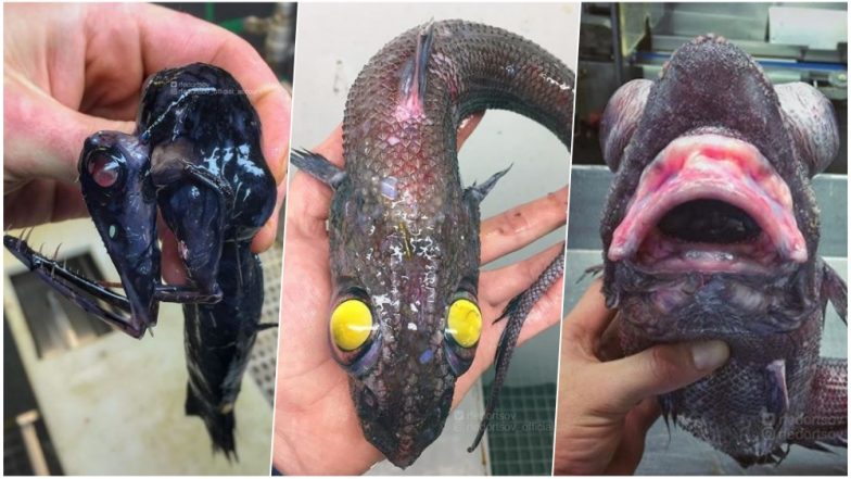 Are These The Weirdest Sea Creatures Ever Seen? Russian Photographer Shares Underwater Pictures from Atlantic and They Are Creepy!