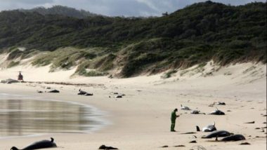 51 Whales Die After Mass Stranding Off on Chatham Island in New Zealand