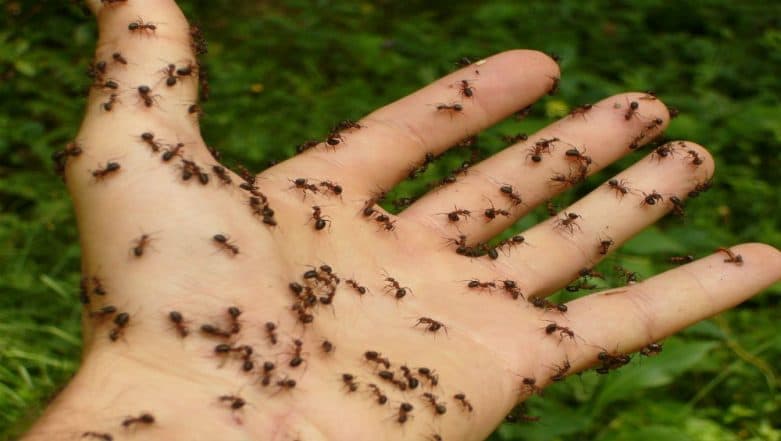 Ant mating season begins in England as cloud of flying ants appear on weather map. 