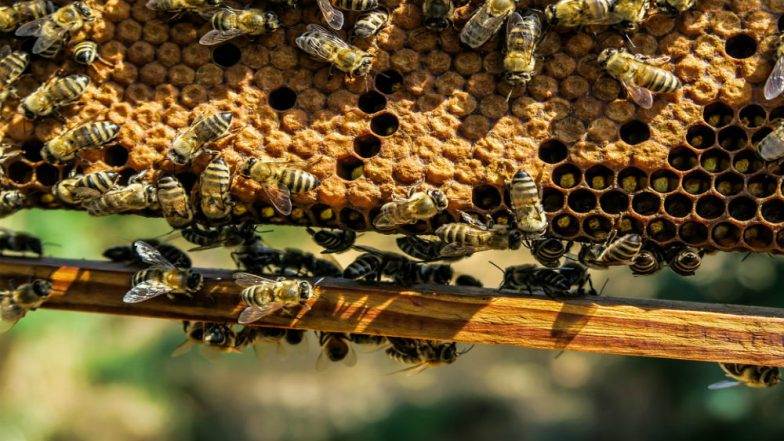 Rajasthan Assembly Elections 2018: Officers Irked by Beehive Near Polling Stations, Ask Villager to Take It Down or Face Consequences