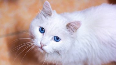 Cat Shares Some Fitness Goals While Doing Sit-Ups Underneath a Car! Watch the Cutest Workout Video