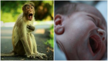 Monkey kills 12 Days Newborn Child in Agra