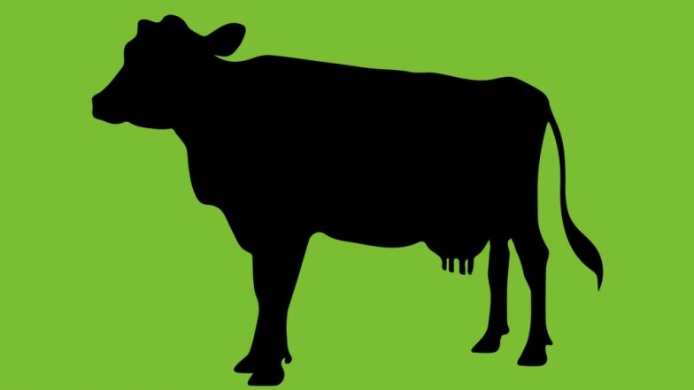 Cow Urine Can Your Protect Heart, Heal Diabetic Wounds: 5 Other Health Benefits of Gomutra