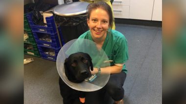 Labrador Charlie Swallows Two Teddy Bears! Vets Release Pictures of the Risky Surgery